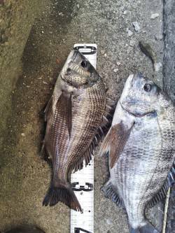 佐野漁港　午前中のフカセ釣りでチヌ狙い