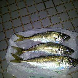 舞洲 真夜中のアジング釣行でアジ狙い