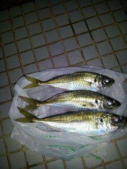 舞洲 真夜中のアジング釣行でアジ狙い