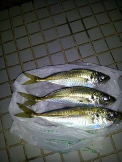 舞洲　真夜中のアジング釣行でアジ狙い