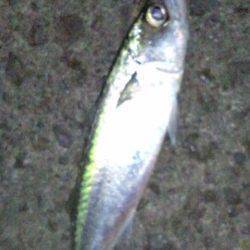 アジング、こまめなカラーローテでアジ・サバ・ガシラ　