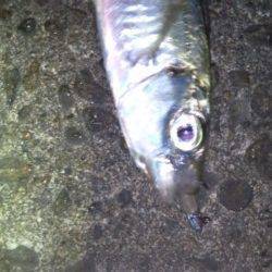 アジング、こまめなカラーローテでアジ・サバ・ガシラ　