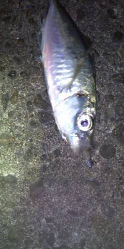 アジング、こまめなカラーローテでアジ・サバ…