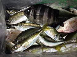 越冬前の小鯵　好調！