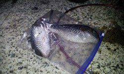 新井崎でのエギング釣果