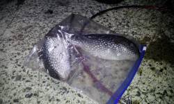 新井崎でのエギング釣果