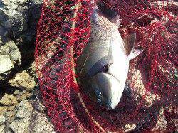 朝からの田村地磯、フカセ釣りの釣果