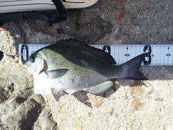 朝からの田村地磯、フカセ釣りの釣果