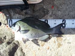 朝からの田村地磯、フカセ釣りの釣果