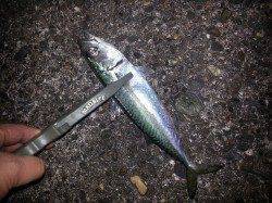 アジングでアジ・サバ・ガシラ　潮がユルく活性低かったです　