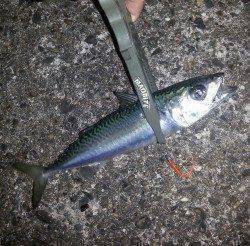 アジングでアジ・サバ・ガシラ・キビレ