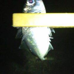 淀川河口周辺のアジング　アタリ少なかったです