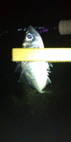 淀川河口周辺のアジング　アタリ少なかったです