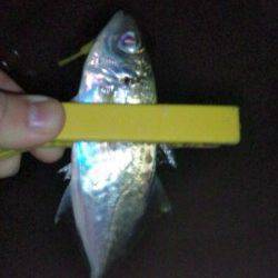 淀川河口周辺のアジング　アタリ少なかったです