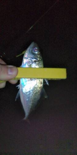 淀川河口周辺のアジング　アタリ少なかったで…