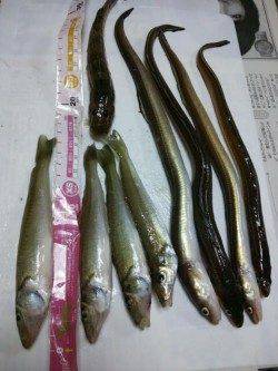 貝塚人工島水路の投げ釣りでキス・ハゼ・アナゴ