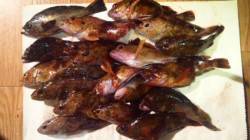 垂水一文　半夜釣りでガシラ＆グレ☆　メバル…