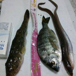 旧水上警察前でちょい投げ、寒さ飛ばす楽しい釣りでした♪