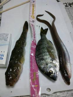 旧水上警察前でちょい投げ、寒さ飛ばす楽しい…