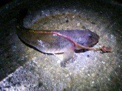 投げ釣りで大きなハゼ♪　泉大津、旧水上警察前