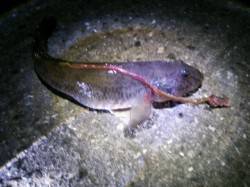 投げ釣りで大きなハゼ♪　泉大津、旧水上警察…