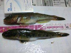 投げ釣りで大きなハゼ♪　泉大津、旧水上警察前