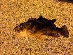 2時間ほどの釣行でしたが寒さも忘れてライトゲームを楽しめました