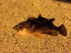 2時間ほどの釣行でしたが寒さも忘れてライト…