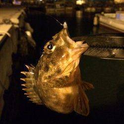 2時間ほどの釣行でしたが寒さも忘れてライトゲームを楽しめました