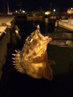 2時間ほどの釣行でしたが寒さも忘れてライトゲームを楽しめました