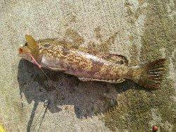 須磨港内で投げ釣り、結果としては六目達成