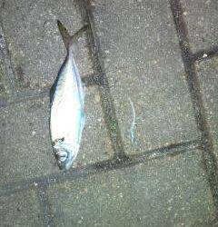 明暗を探りながらでヒット！南港アジング