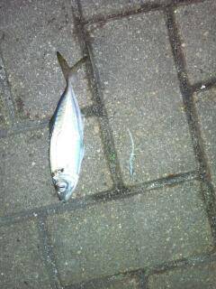 明暗を探りながらでヒット！南港アジング