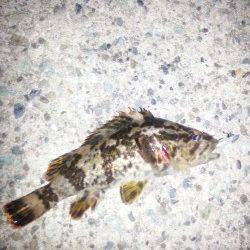 佐野漁港で年末釣行、丁寧に底をとるとガシラ