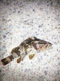 佐野漁港で年末釣行、丁寧に底をとるとガシラ