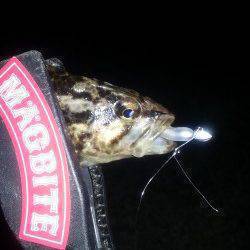 佐野漁港で年末釣行、丁寧に底をとるとガシラ