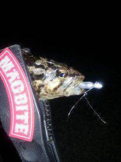 佐野漁港で年末釣行、丁寧に底をとるとガシラ