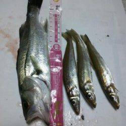 キスまだいました！ 貝塚人口島水路の投げ釣り