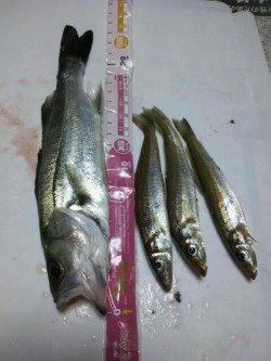 キスまだいました！ 貝塚人口島水路の投げ釣り