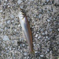 キスまだいました！ 貝塚人口島水路の投げ釣り