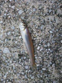 キスまだいました！ 貝塚人口島水路の投げ釣り