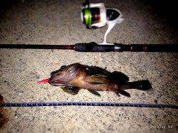 アジュール舞子でボトムワインド、ガシラの釣果