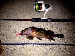 アジュール舞子でボトムワインド、ガシラの釣…