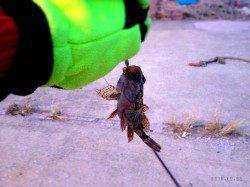 アジュール舞子でボトムワインド、ガシラの釣果