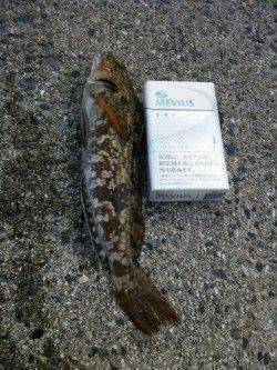 平磯海釣り公園で良型アイナメ・イソベラ