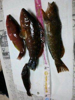 平磯海釣り公園で良型アイナメ・イソベラ