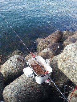 佐野漁港でフカセ釣り　生オキアミより加工エサがgood！