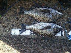 佐野漁港でフカセ釣り　生オキアミより加工エサがgood！