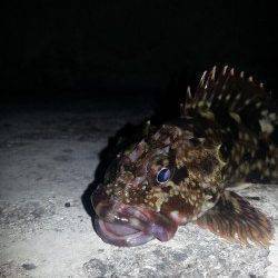 久しぶりのアジングはガシラのみでした(  ；∀；)