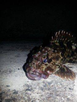 久しぶりのアジングはガシラのみでした(  ；∀；)